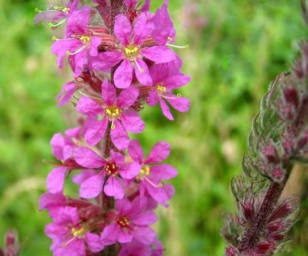 Lythrum Salicaria Extract 